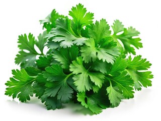 Fototapeta premium Coriander Isolated on White Background - Food Photography AI