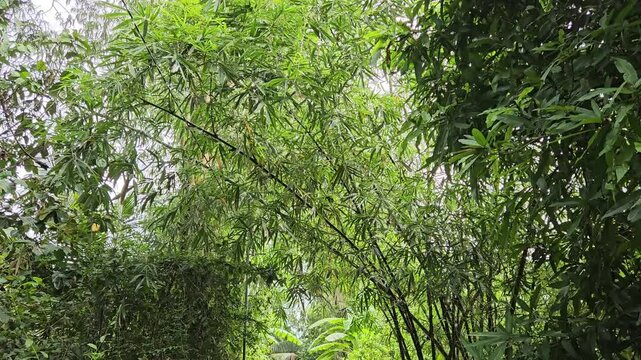 Narrow village street in countryside at Mang Thit district, Vinh Long province, Mekong Delta Vietnam in the morning.	