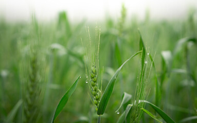 Dew-kissed wheat field, vibrant green stalks and morning mist.