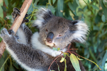 Super cute Koala (Phascolarctos cinereus) in an eucalyptus tree in Australia