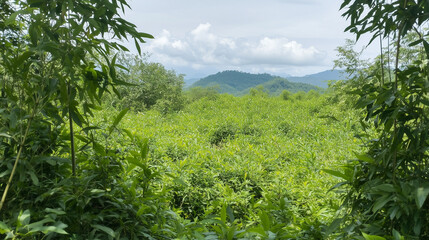 Fototapeta premium Tranquil Bamboo Forest Vista 