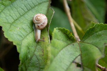 葉っぱの上のカタツムリ