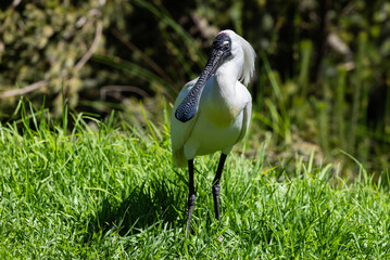 Royal spoonbill (Platalea regia) in a wetland looking for some food