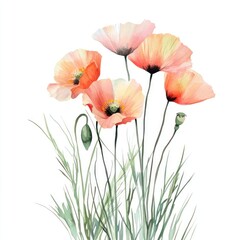 Fototapeta premium Small bouquet of Poppies in grass poppy illustration watercolor.