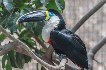 A White-throated toucan standing on a branch