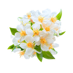 Fototapeta premium Orange tree flowers bunch closeup isolated on transparent. Neroli blossom. White citrus tree bloom macro.