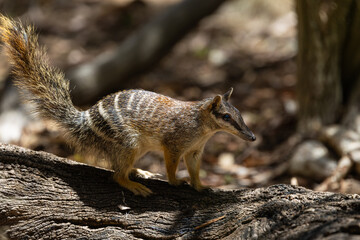 Endangered and cute Numbat (Myrmecobius fasciatus) with a pointy nose on the search for termites in Western Australia