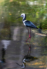 Black-winged Stilt (Himantopus himantopus) with reflection in the water in a wetland around Perth, Western Australia