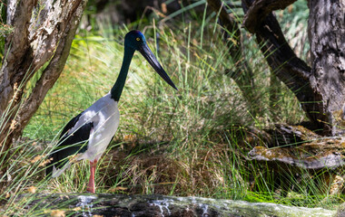 Jabiru or Black-necked Stork (Ephippiorhynchus asiaticus) in a wetland of Western Australia