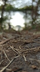 Fototapeta premium forest in the morning