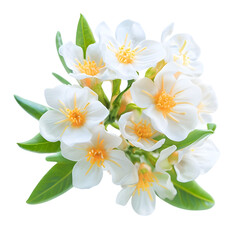 Fototapeta premium Orange tree flowers bunch closeup isolated on transparent. Neroli blossom. White citrus tree bloom macro.
