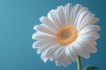 Fototapeta premium Ladybug on White Daisy: A Striking Contrast Against Vibrant Blue Background