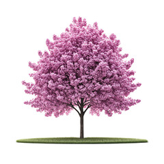 Obraz premium Stunning pink cherry blossom tree in full bloom isolated transparent background