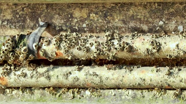 Barnacles on Pipe in Chonburi