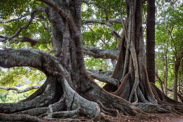 Fototapeta premium Morton Bay Fig trees near the 100 Acre Forest, Norfolk Island, Australia