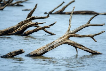Drifting tree branches in shallow water nature scene calm environment close-up view serenity concept