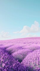 Obraz premium Tranquil lavender fields under a clear daytime sky, with rows of purple flowers stretching to the horizon. Captures the tranquility and beauty of nature