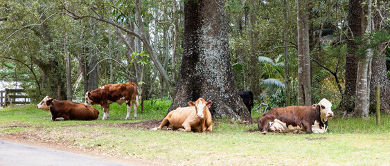 Cows on Norfolk Island, Australia