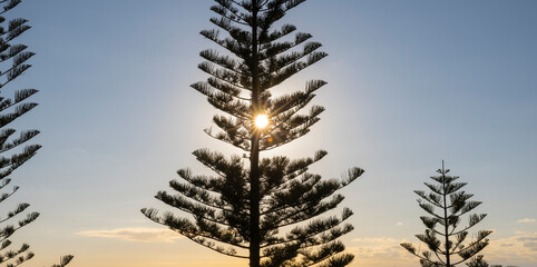 Norfolk Pines at sunset on Norfolk Island, Australia