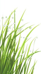 Close-up of vibrant green grass blades with dew drops, isolated on a white background, symbolizing freshness and nature.