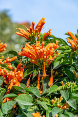 Close-up of Orange flame vine blossoms or Pyrostegia venusta.