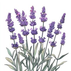 Obraz premium Lavender Flowers: Purple Floral Bouquet Illustration