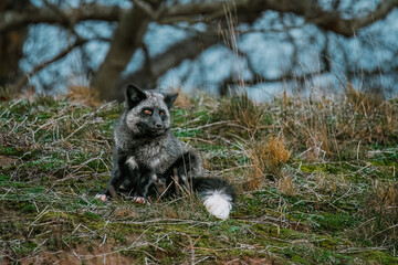 Obraz premium Red Fox - Black and Gray coat 