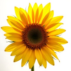 Fototapeta premium sunflower isolated on white