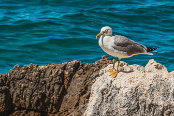 Seagull perched on rocky shore overlooking the turquoise waters of Istria