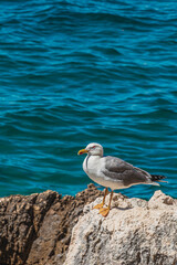 Seagull perched on a rock by the turquoise waters of Green Lagoon