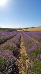 Tranquil lavender fields under a clear daytime sky, with rows of purple flowers stretching to the horizon. Captures the tranquility and beauty of nature