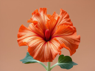 a vibrant orange hibiscus flower with red veining on a warm peach background. The detailed petals and contrasting green leaves create a clean and elegant botanical composition.