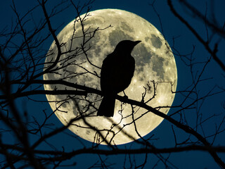 Silhouette of a bird on a tree branch against a glowing full moon at night. The moon's surface details are clearly visible, creating a stunning contrast with the dark branches and deep blue sky.