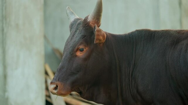 A large brown bull with short horns looks around and moos during his day on the farm