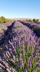 Fototapeta premium Tranquil lavender fields under a clear daytime sky, with rows of purple flowers stretching to the horizon. Captures the tranquility and beauty of nature