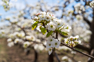Pear flowers bloom in spring