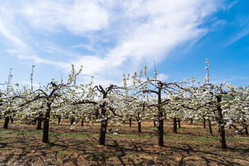 Pear flowers bloom in spring