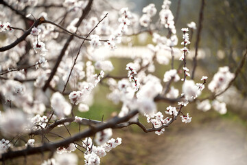 Apricot flowers bloom in spring