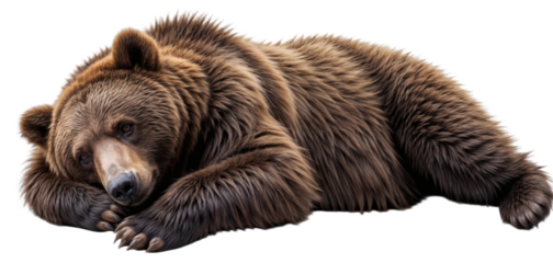 Brown bear resting on white background
