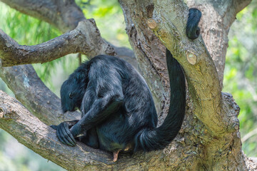 A depressed Peruvian spider monkey