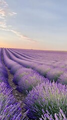 Obraz premium Tranquil lavender fields under a clear daytime sky, with rows of purple flowers stretching to the horizon. Captures the tranquility and beauty of nature