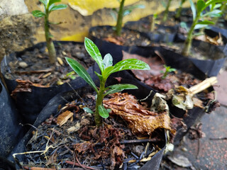 planting Adenium obesum in polybags