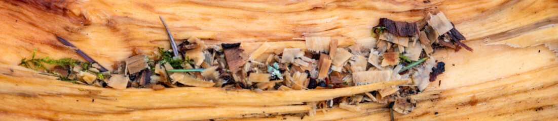 Closeup of inside of split open fallen tree trunk in the forest, two tone wood grain with wood chips from cutting up log, wet winter day nature background
