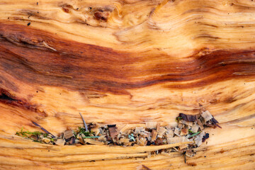 Closeup of inside of split open fallen tree trunk in the forest, two tone wood grain with wood chips from cutting up log, wet winter day nature background
