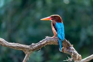 Beautiful bird White-throated Kingfisher perched on branch with small fish, halcyon smymensis