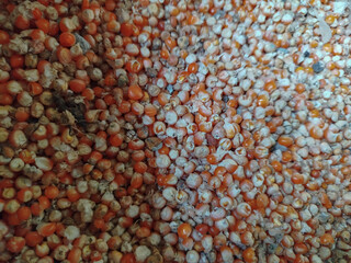 Corn is one of the staple foods besides rice