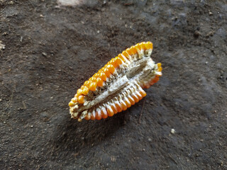 Corn is one of the staple foods besides rice