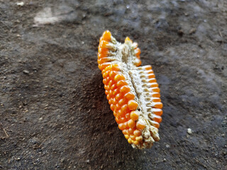 Corn is one of the staple foods besides rice