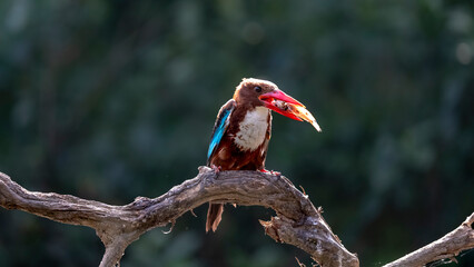 Beautiful bird White-throated Kingfisher perched on branch with small fish, halcyon smymensis