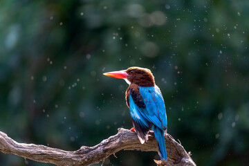 Beautiful bird White-throated Kingfisher perched on branch with small fish, halcyon smymensis